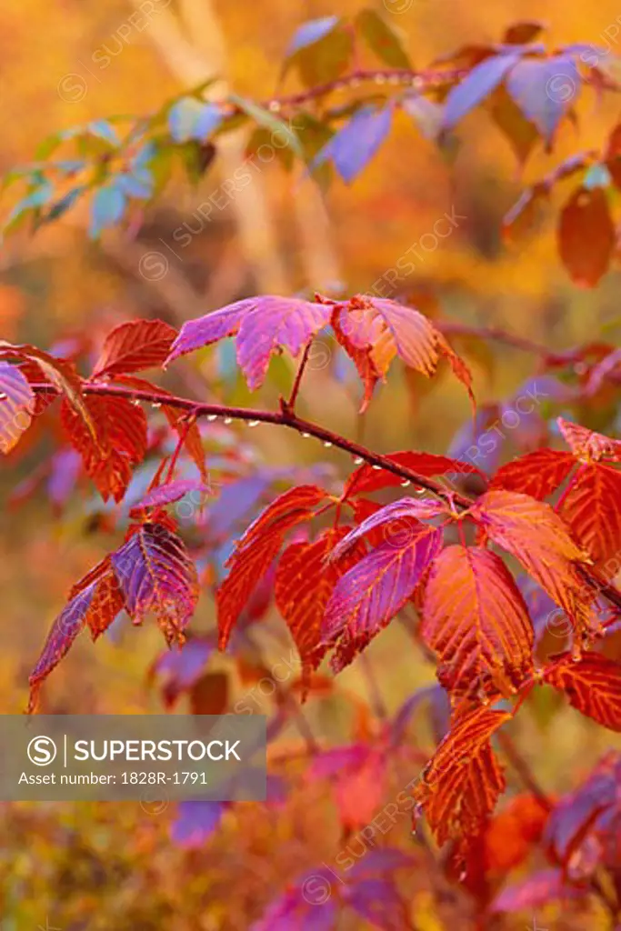 Close-Up of Autumn Leaves Margaree Valley Nova Scotia, Canada   