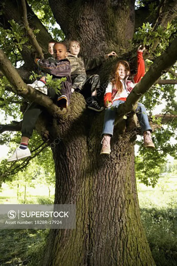 Children Sitting in Tree   