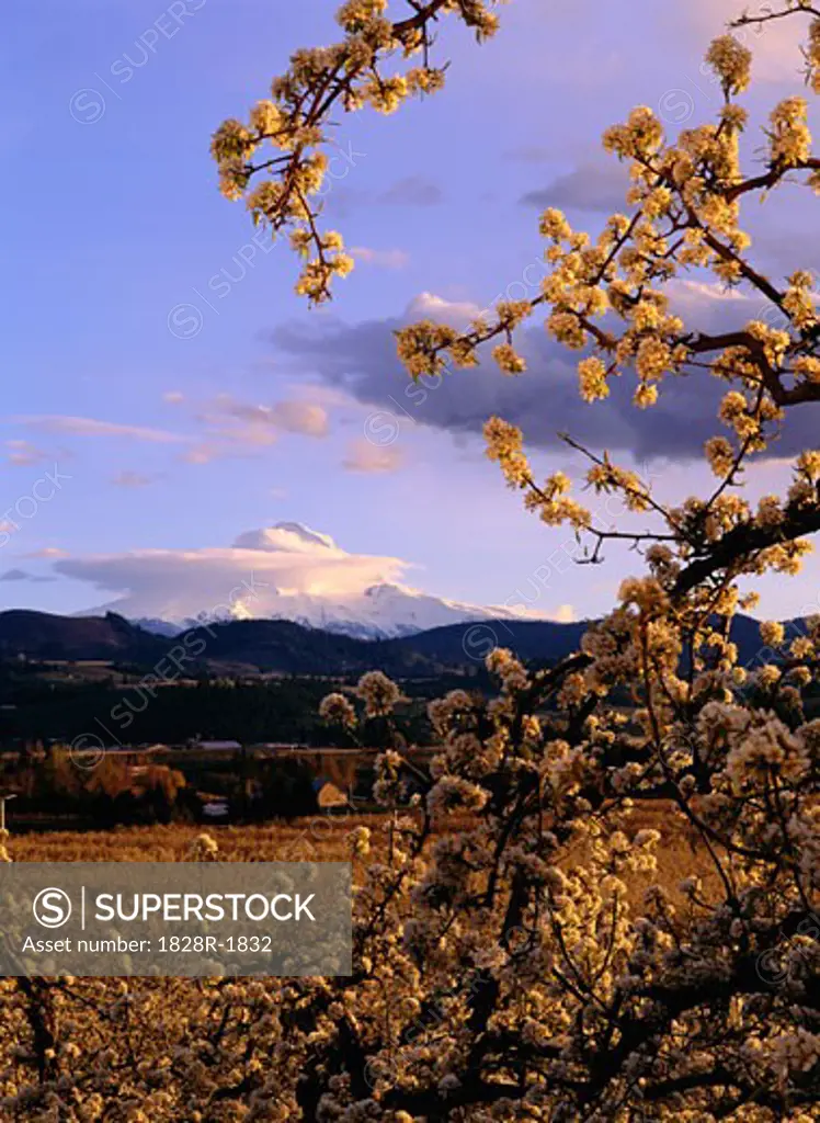 Apple Blossoms and Mount Hood Oregon, USA   