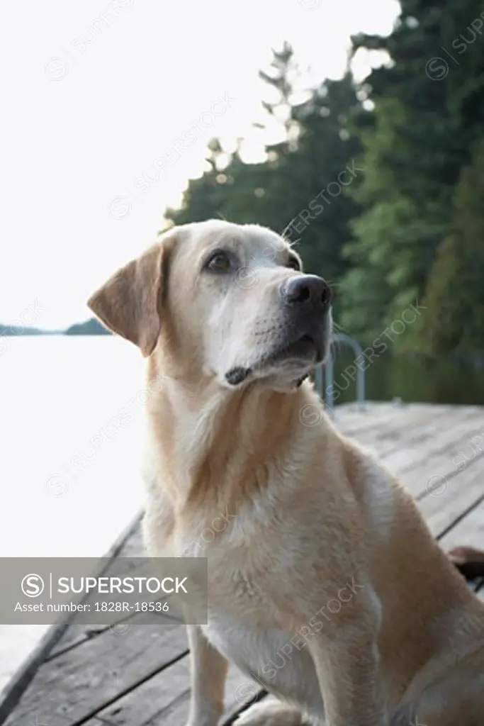 Dog Sitting on Dock, Three Mile Lake, Muskoka, Ontario, Canada   