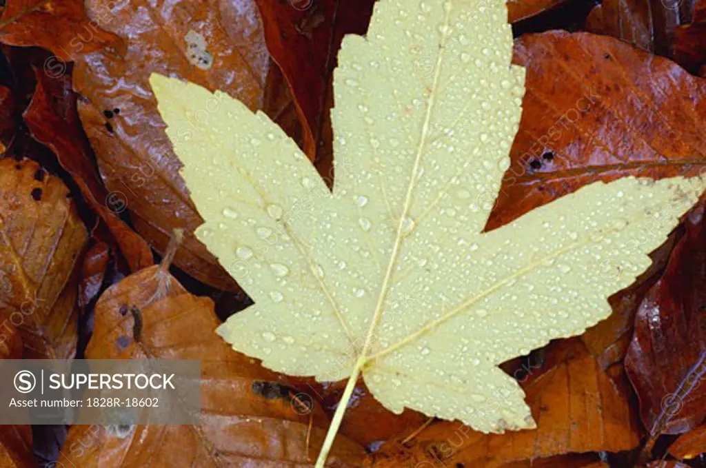 Sycamore Leaf   