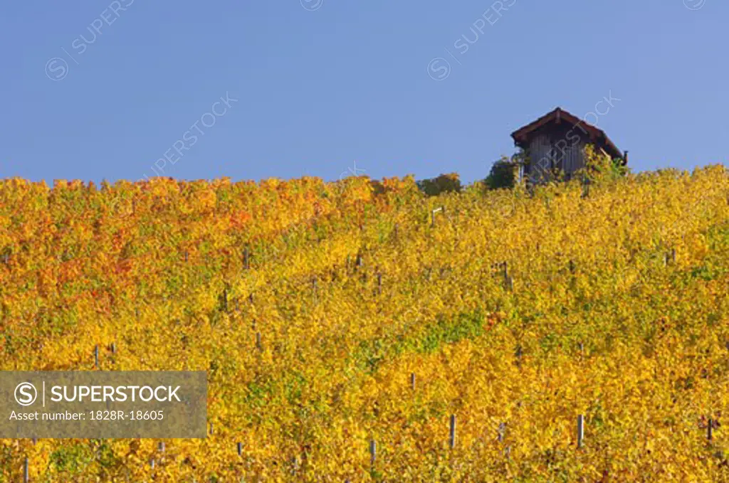 Vineyard, Baden-Wuerttemberg, Southern Germany, Germany   
