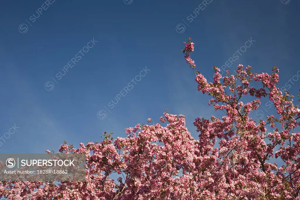 Close-up of Crab Apple Tree Blossoms   