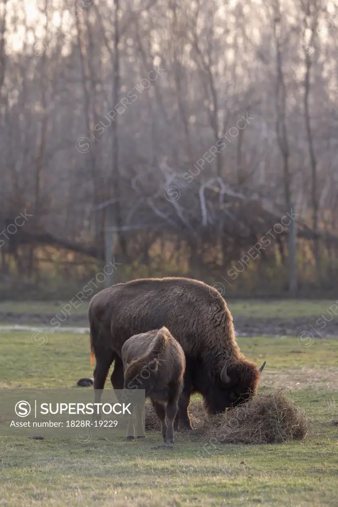 Bison and Calf Feeding, Barrie, Ontario, Canada   