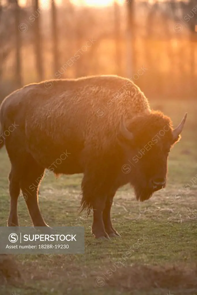 Bison, Barrie, Ontario, Canada   
