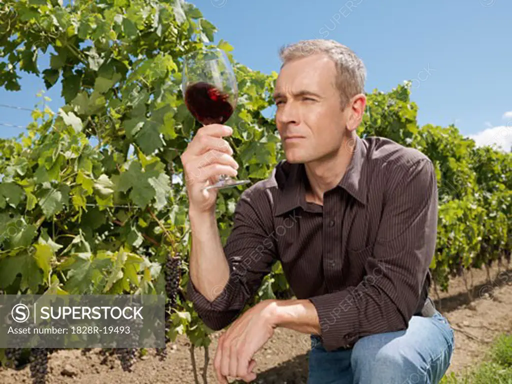 Man Inspecting Wine   