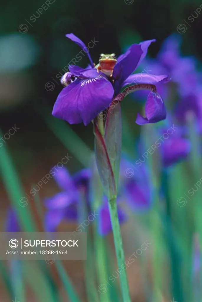 Green Tree Frog on Iris   