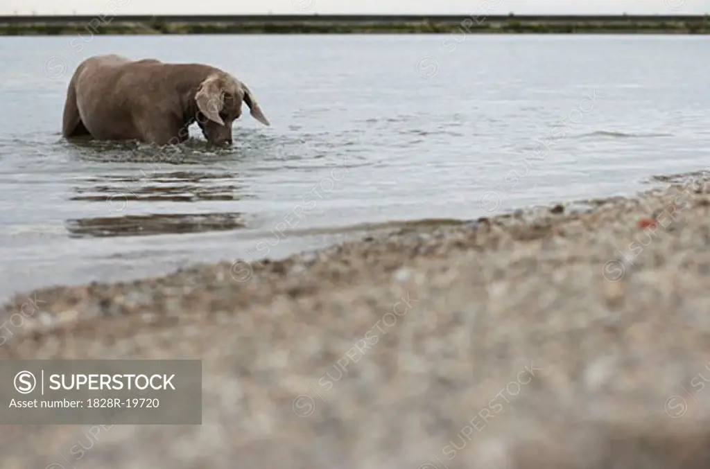 Dog Playing in Lake   