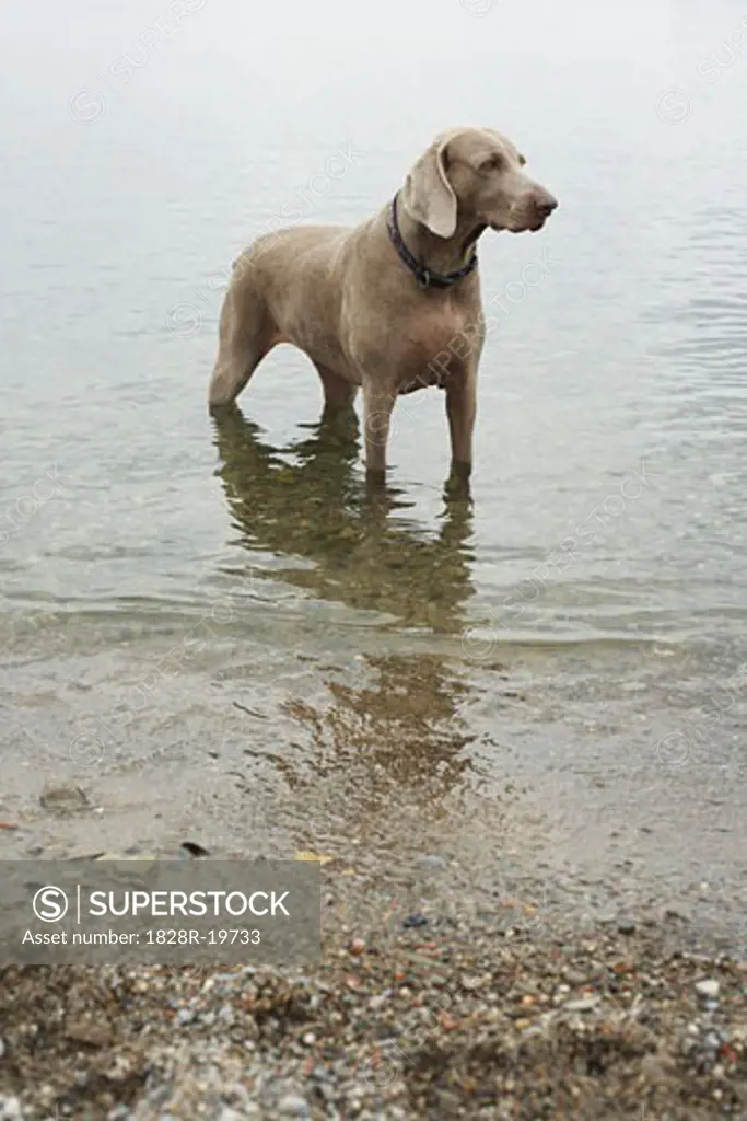 Dog Standing in Lake   