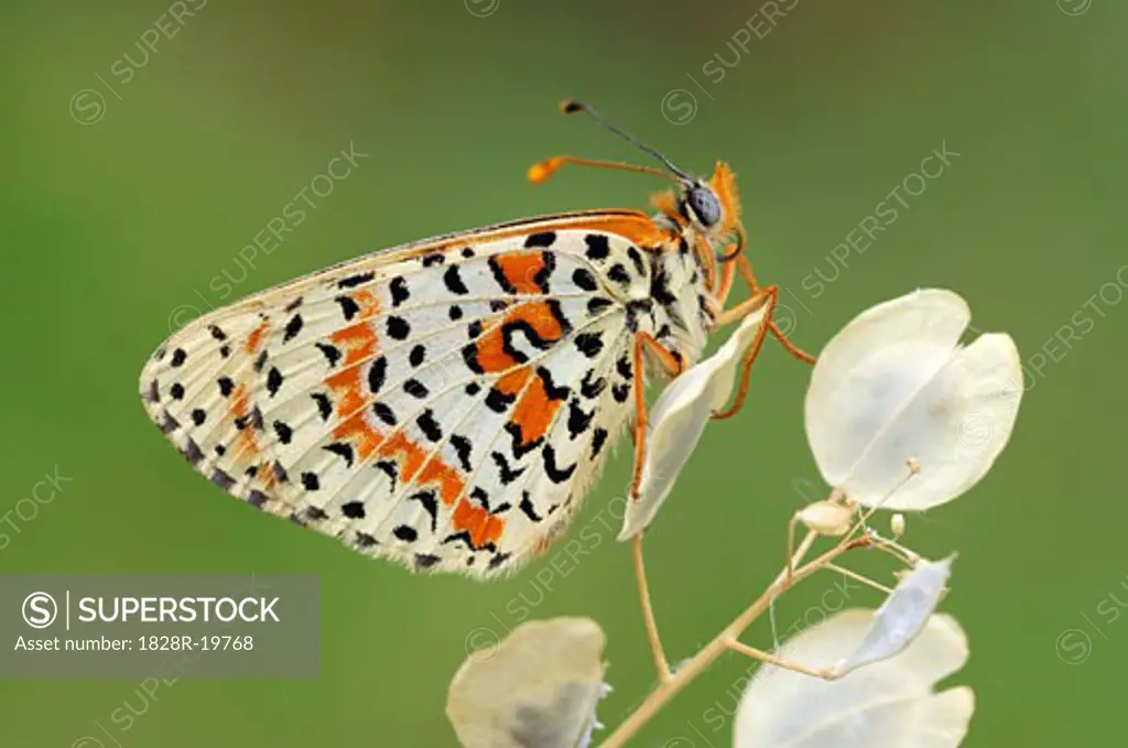 Spotted Fritillary Butterfly   