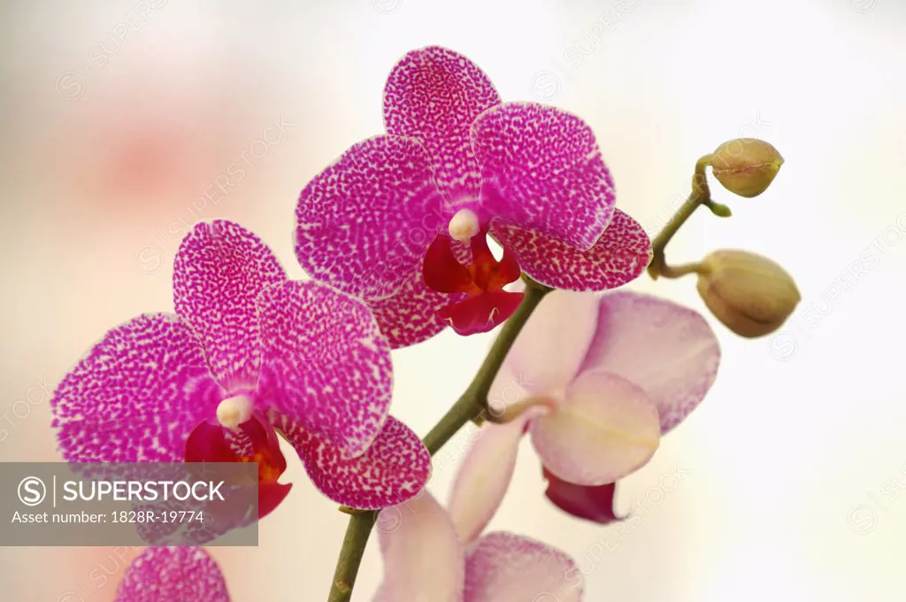 Phalaenopsis Orchid   