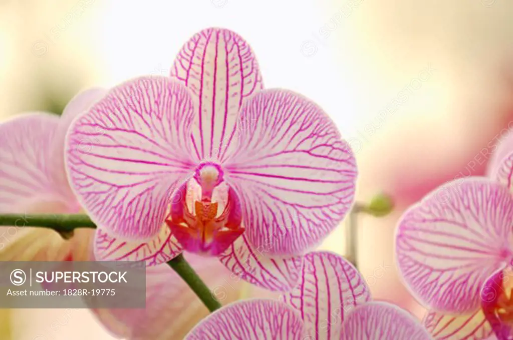Phalaenopsis Orchid   