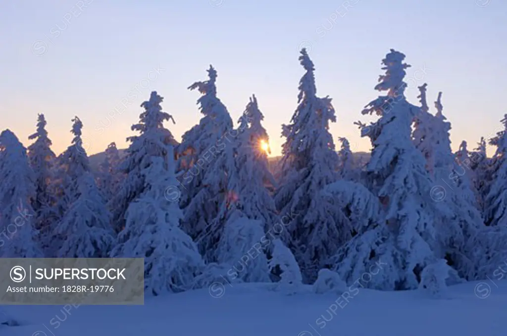 Snow Covered Trees at Sunrise, Black Forest, Baden-Wurttemberg, Germany   