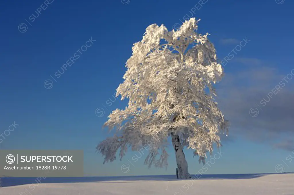 Snow Covered Beech Tree, Black Forest, Baden-Wurttemberg, Germany   