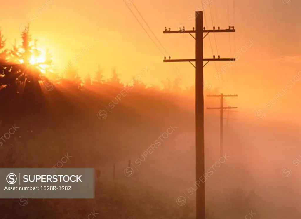 Silhouette of Telephone Posts at Sunset Near Ardrossan, Alberta, Canada   