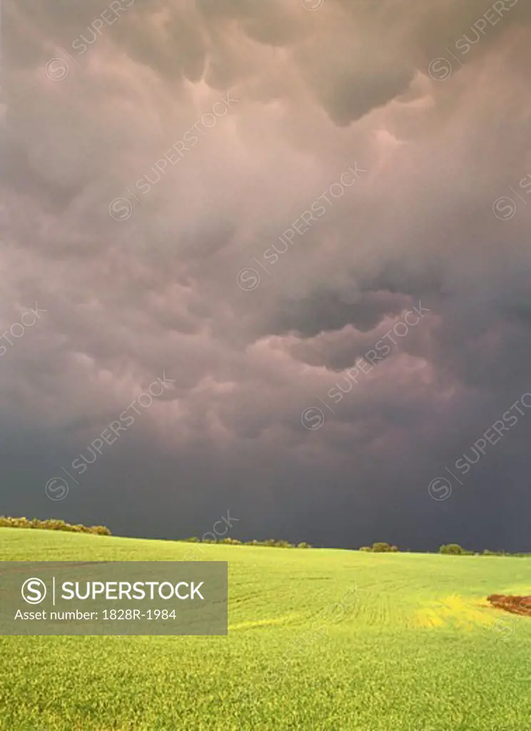 Passing Storm and Field Near Sherwood Park, Alberta Canada   