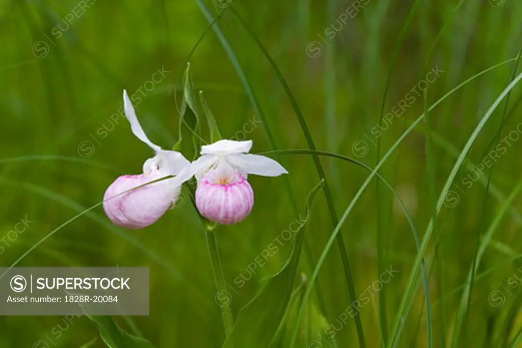 Lady's Slipper Orchid   