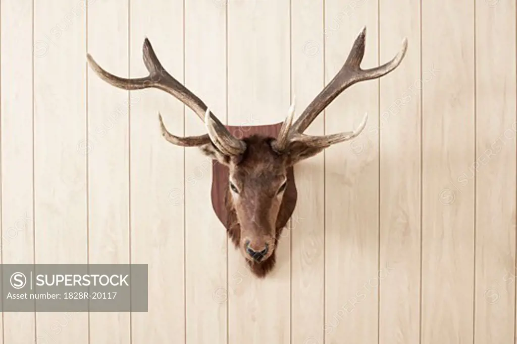 Deer Head on Wall   