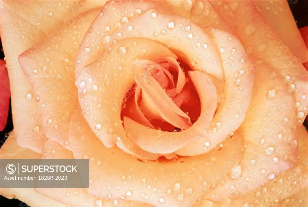 Close-Up of Rose with Water Drops   