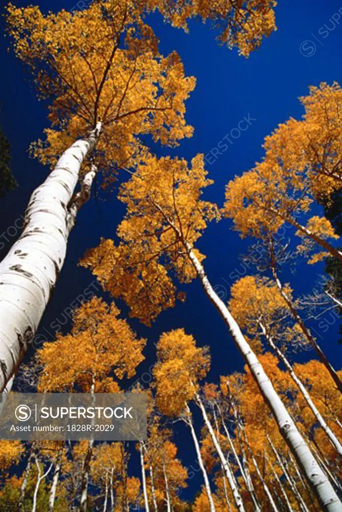 Looking Up at Aspen Trees in Autumn Arizona, USA   