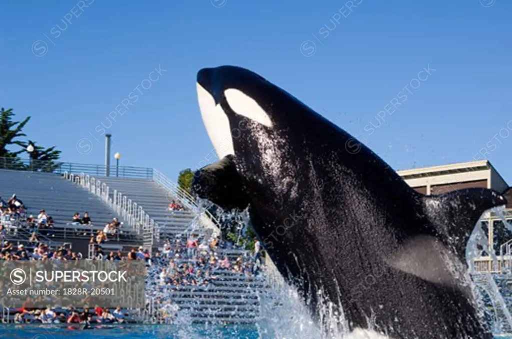 Orca, SeaWorld San Diego, San Diego, California, USA   