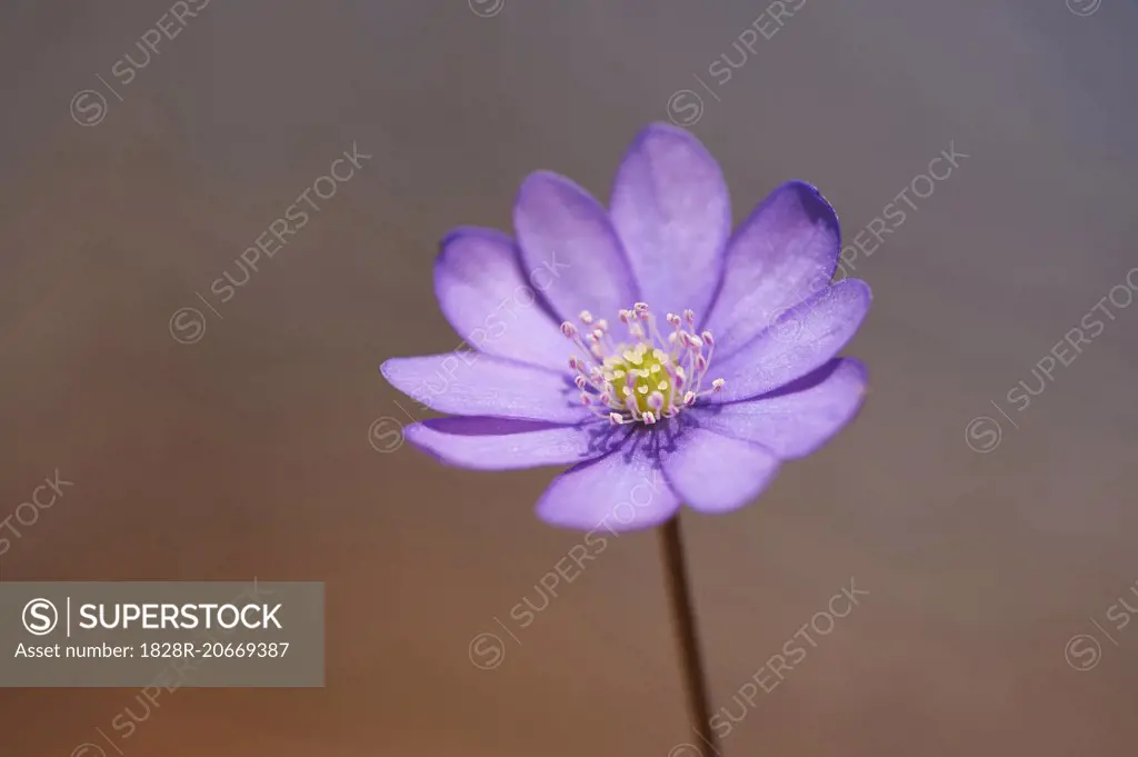 Close-up of Common Hepatica (Anemone hepatica) on the forest-floor in early spring, Upper Palatinate, Bavaria, Germany