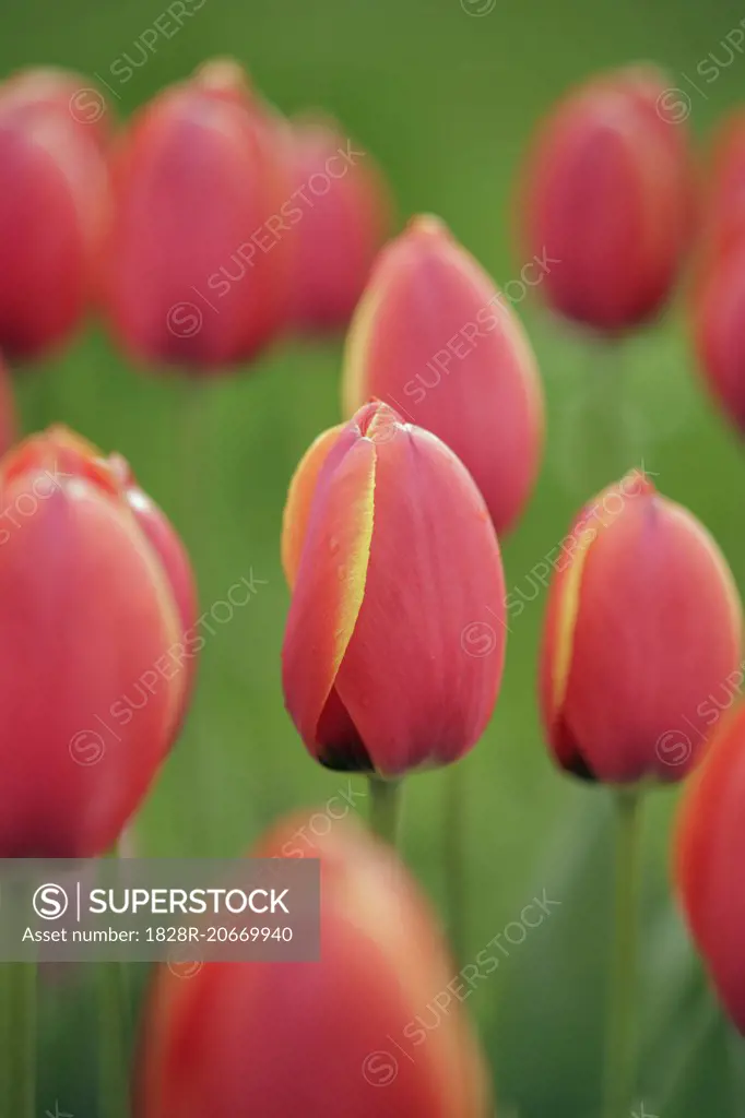 Close-up of Tulips (Tulipa), Munich, Upper Bavaria, Bavaria, Germany