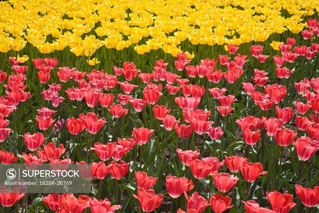 Tulips, Commissioner's Park, Ottawa, Ontario, Canada   