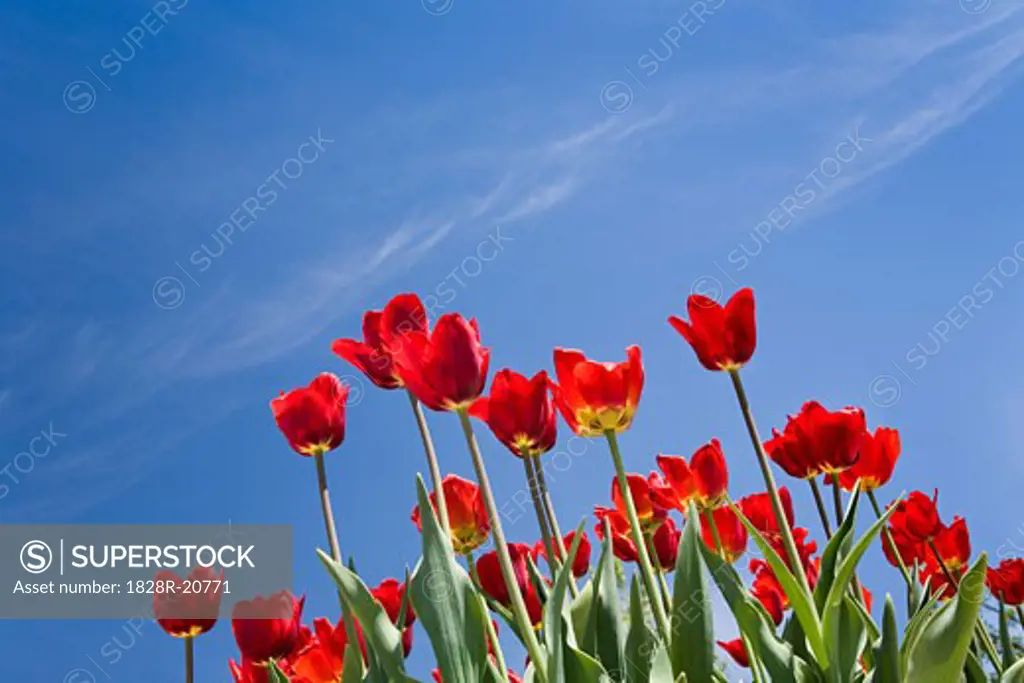 Tulips, Commissioner's Park, Ottawa, Ontario, Canada   