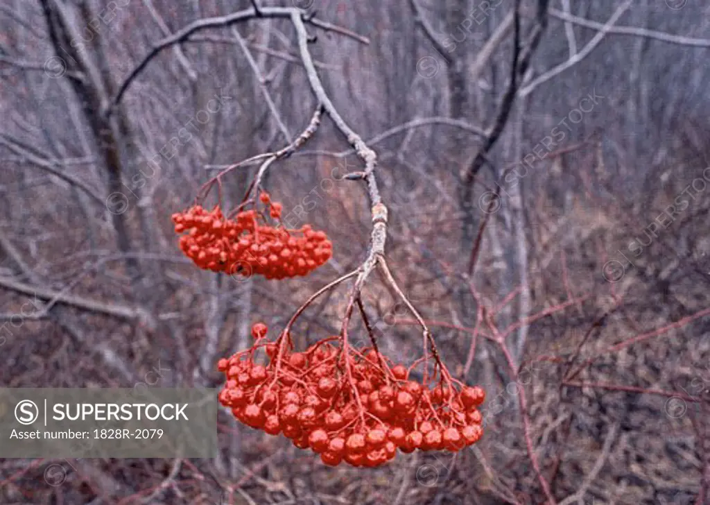 Mountain Ash Berries on Tree in Autumn Gaspe Peninsula, Quebec, Canada   