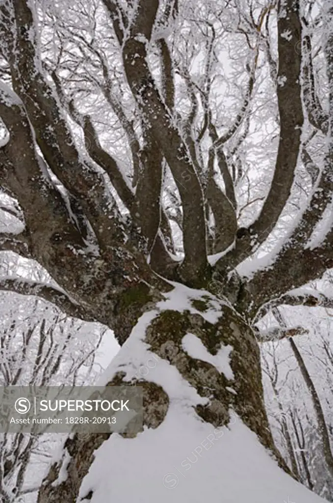 Snow Covered Tree, Black Forest, Baden-Wurttemburg, Germany   