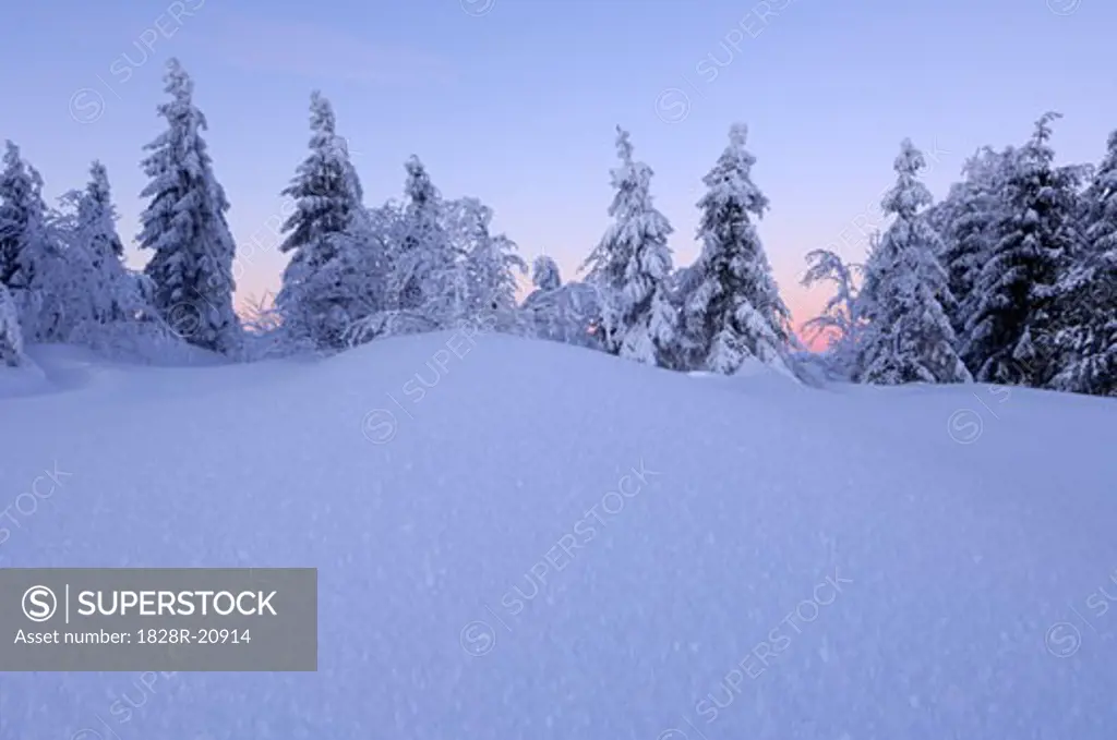 Snow-Covered Trees, Black Forest, Baden-Wurttenburg, Germany   