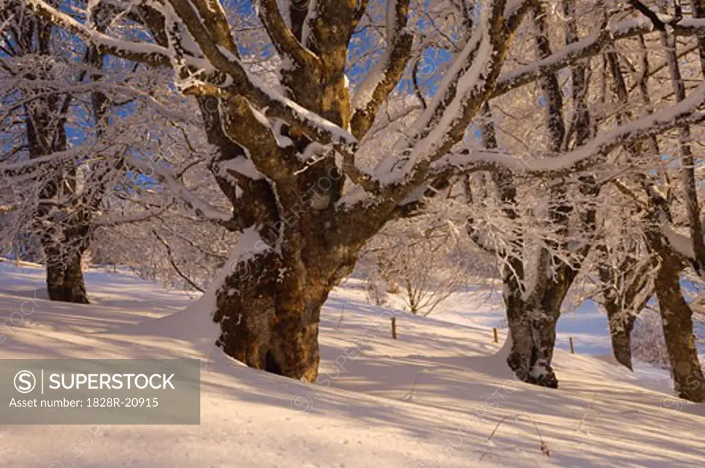 Snow-Covered Beech Trees, Black Forest, Baden-Wurttemburg, Germany   