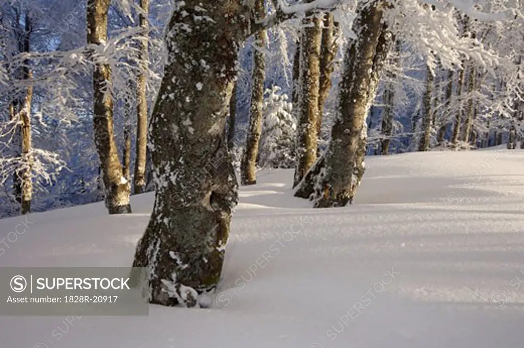 Trees in Forest, Black Forest, Baden-Wurttemberg, Germany   