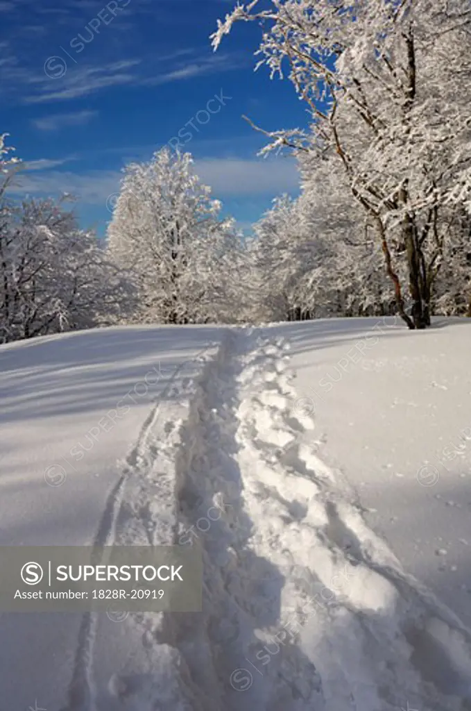 Path through Snow, Black Forest, Baden-Wurttemberg, Germany   