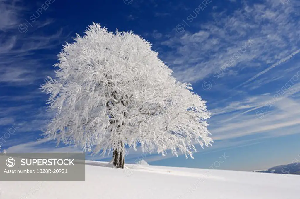 Snow-Covered Beech Tree, Black Forest, Baden-Wurttemburg, Germany   
