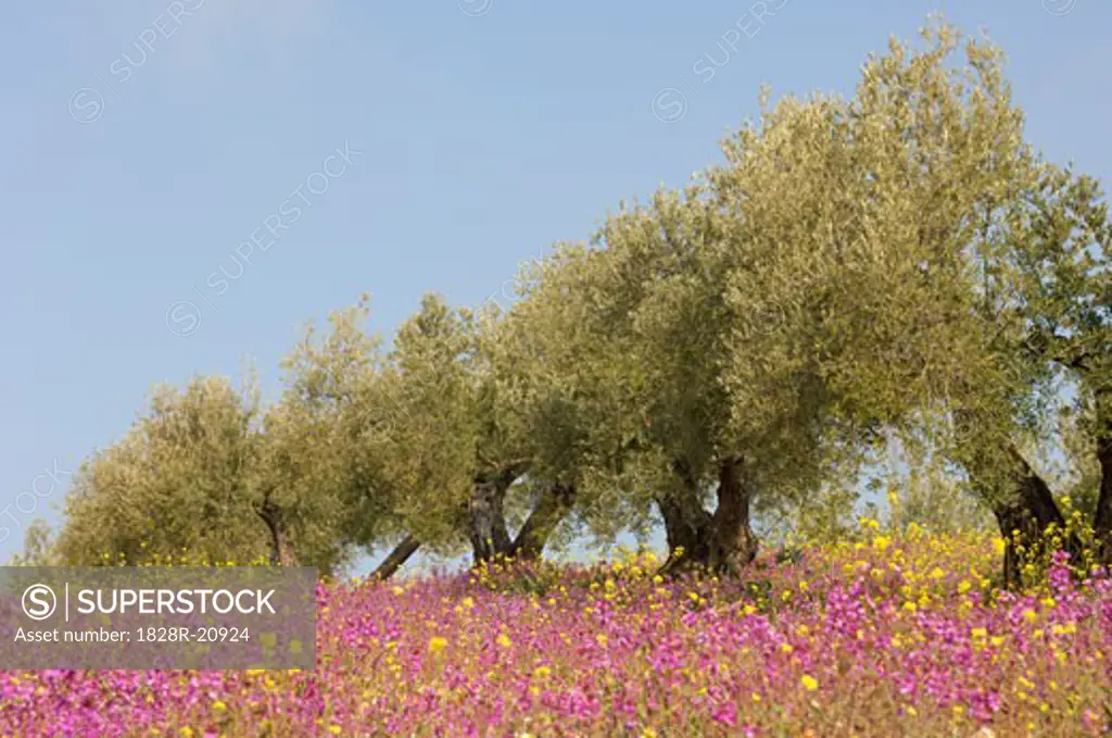 Olive Trees in Grove, Andalucia, Jaen Province, Spain   