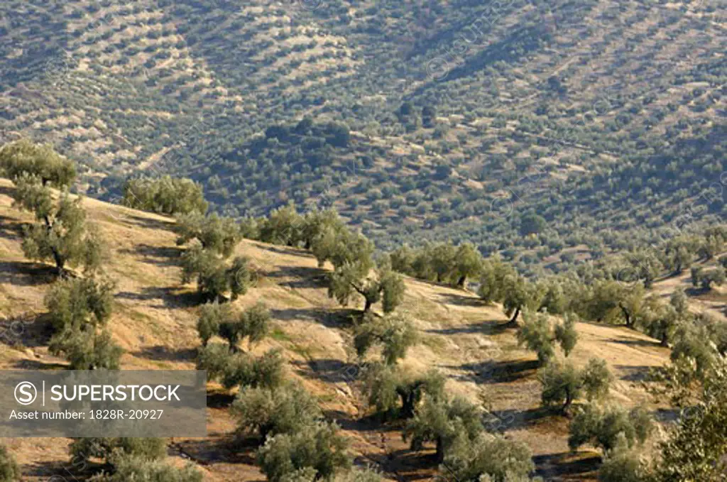 Overview of Olive Plantation, Jaen Province, Andalucia, Spain   