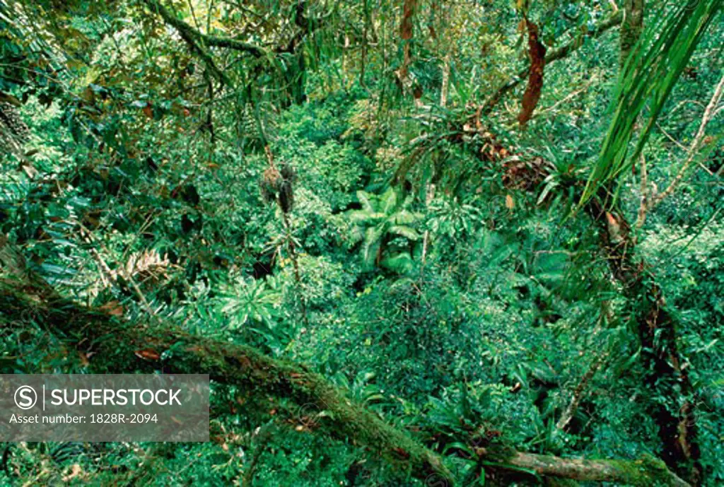 Tropical Rainforest Amazon Basin Napo Province, Ecuador   