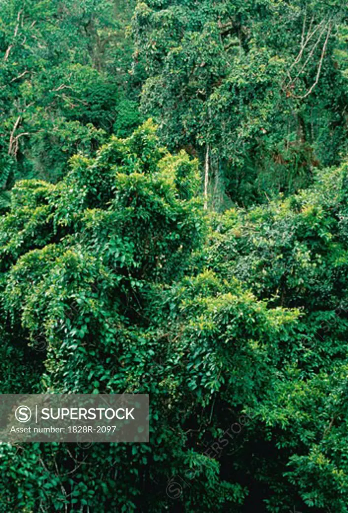 Tropical Rainforest Amazon Basin Napo Province, Ecuador   