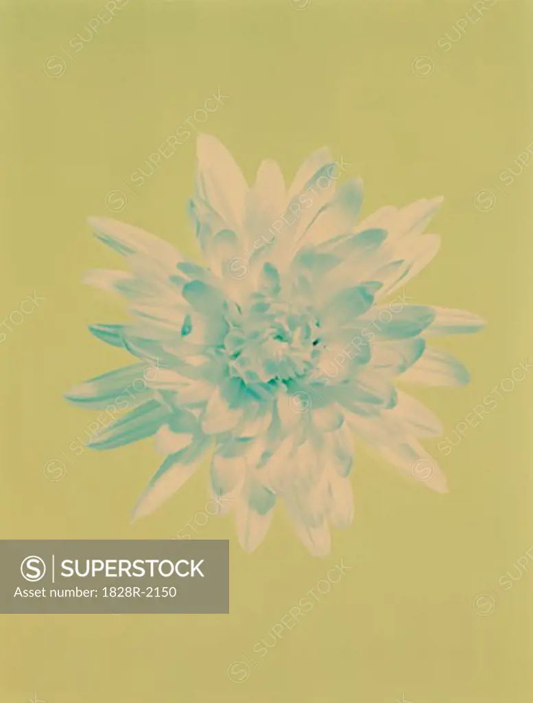 Chrysanthemum   