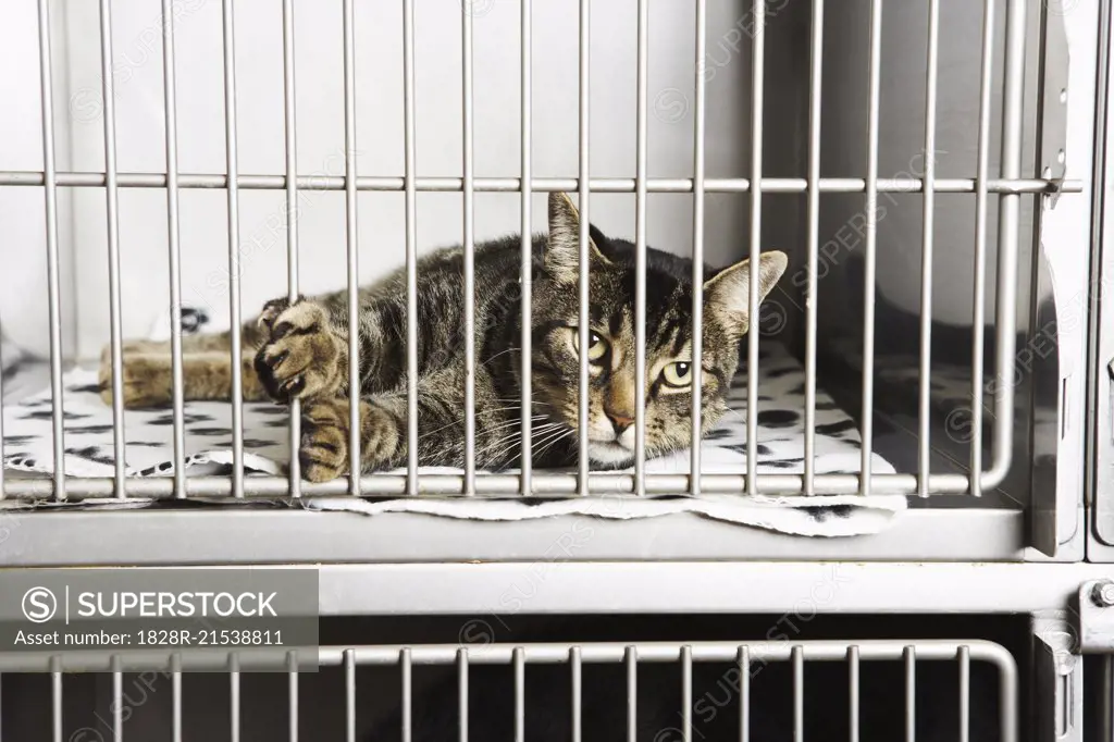 Cat in Cage   