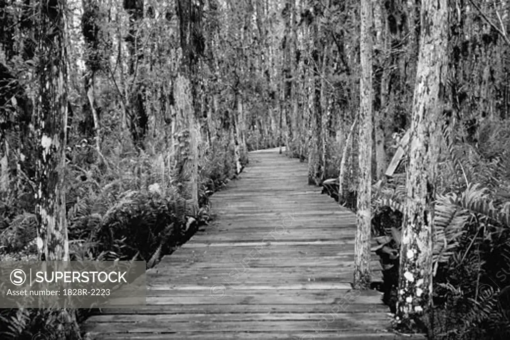Boardwalk Through Everglades Florida, USA   