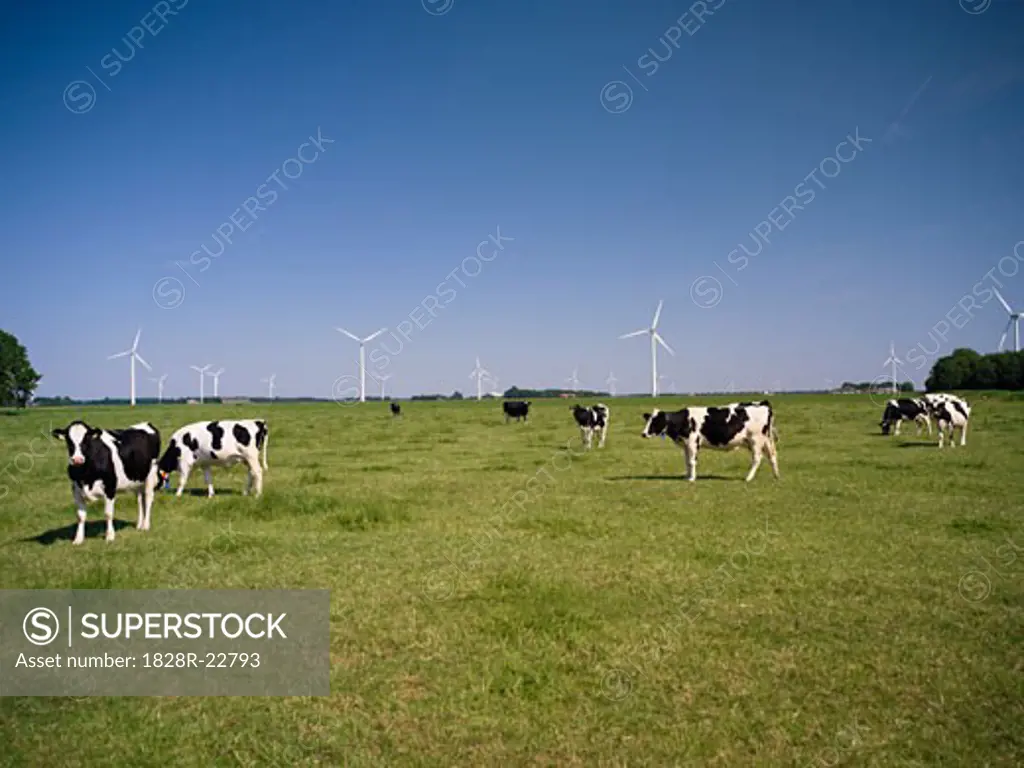 Cows and Wind Farm, Flevoland, The Netherlands   