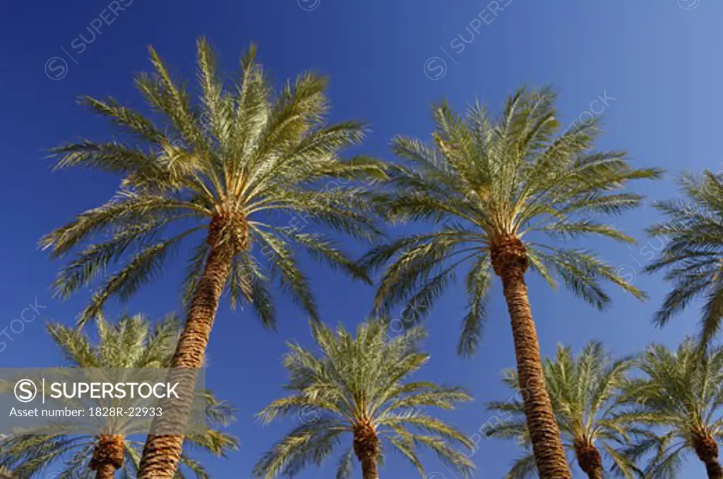 Palm Trees, Las Vegas, Nevada, USA   