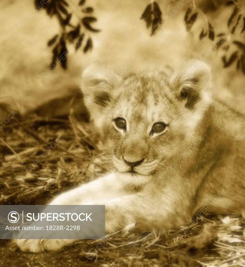 Portrait of Lion Cub Sabi Sands Game Reserve South Africa   