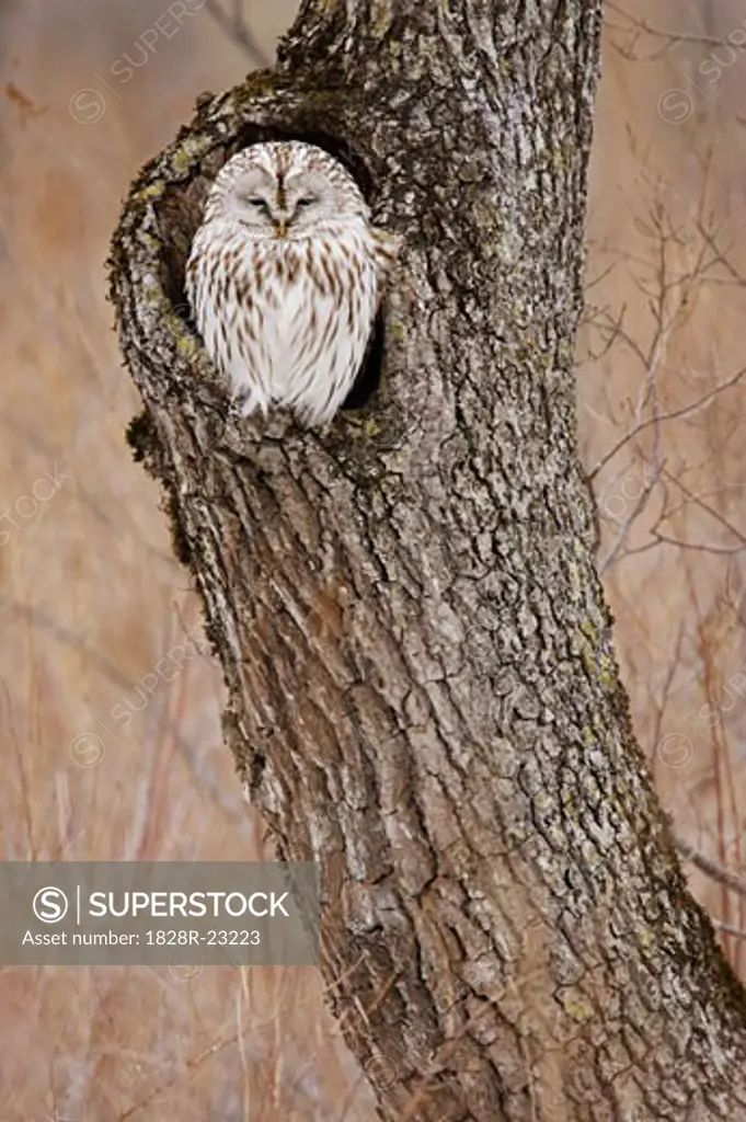 Ural Owl, Hokkaido, Japan   