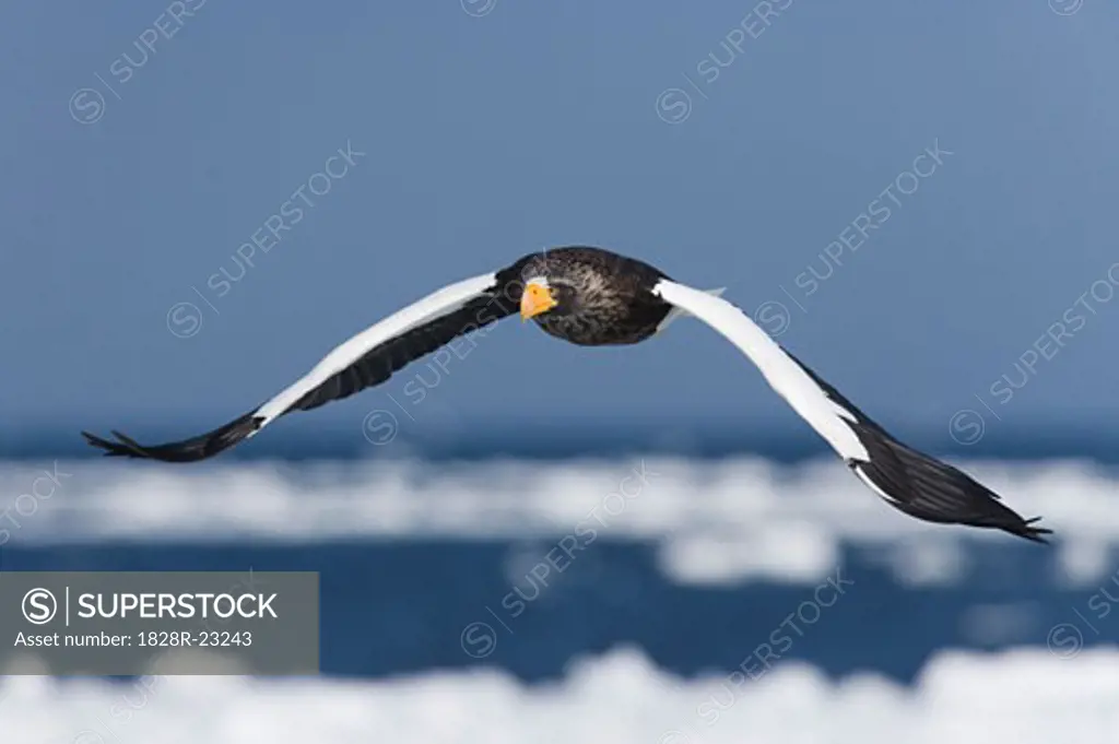 Steller's Sea Eagle in Flight, Nemuro Channel, Hokkaido, Japan   