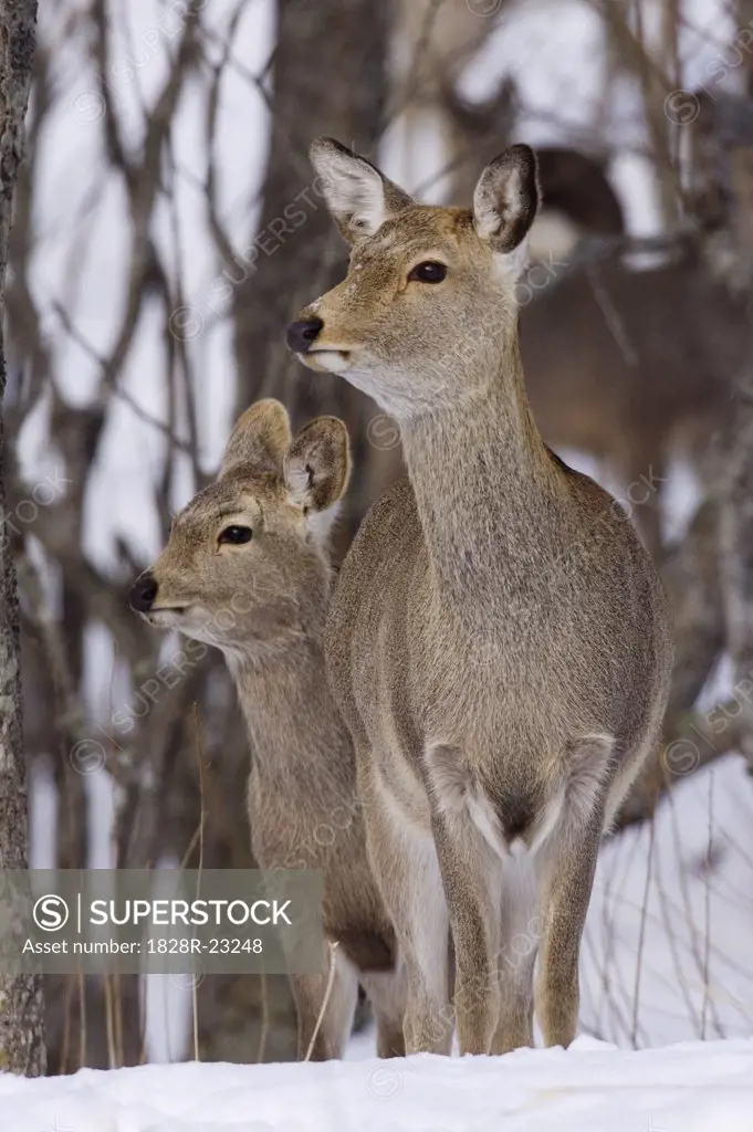 Sika Deer Doe and Young, Hokkaido, Japan   