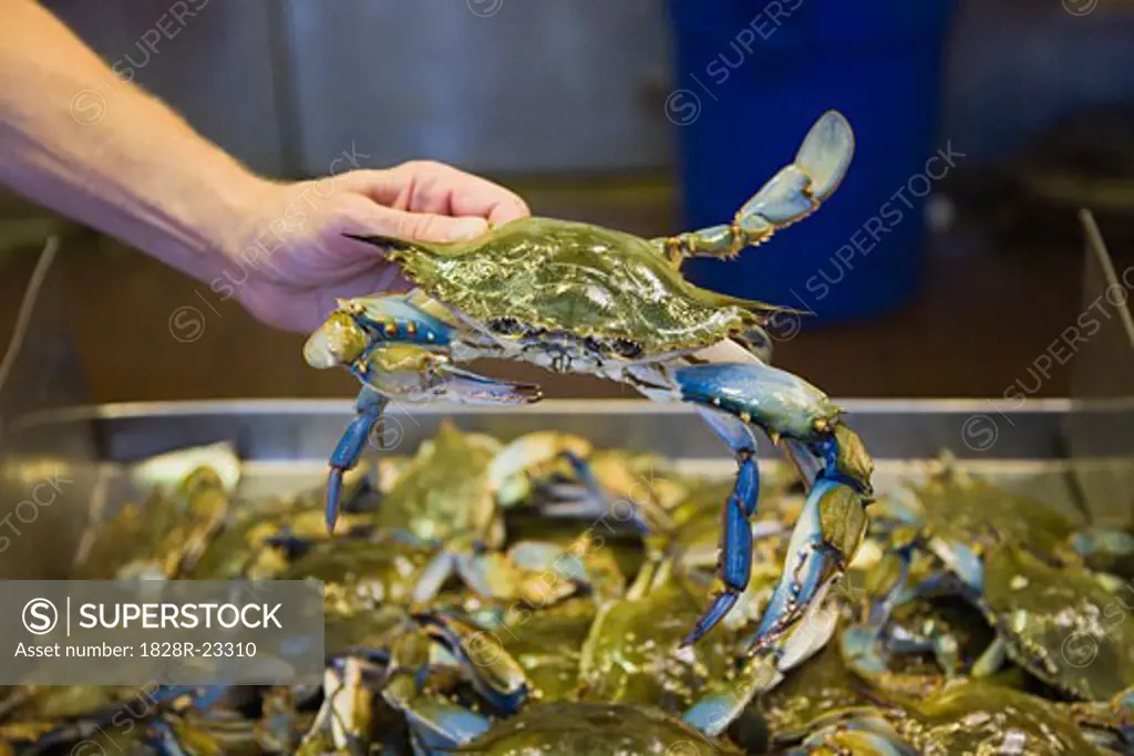 Hand Holding Crab at Seafood Market   